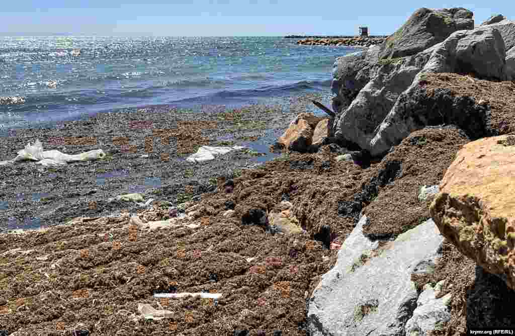 Там морські хвилі викидають водорості