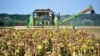 A field worker harvests sunflowers in a field 