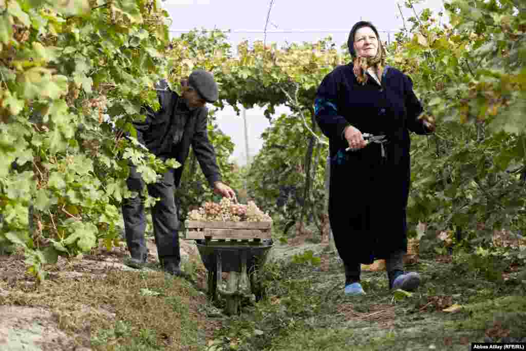 Pirverdi əmi deyir ki, üzüm növü Dərbəndi olduğundan bazarda ona tələbat çoxdur. Amma özünün bu məhsulu bazara çıxarmağa imkanı yoxdur deyə məhsulu elə qapıdaca "alverçilərə" satır. Necə deyərlər "al qapıda - sat qapıda".